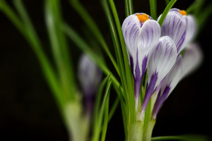 wallpaper macro of iris flower on black background with selective focus