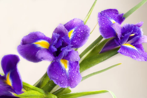 Beautiful fresh iris flowers with water drops