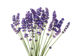 Lavender flowers isolated on a white background