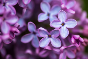Lilac Flower