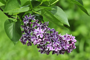 Lilac Flower
