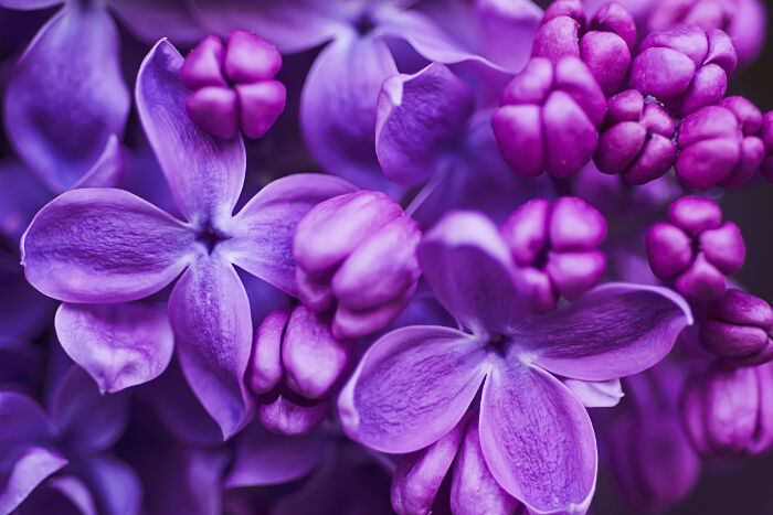 Lilac Flower