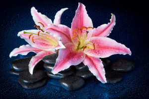 Spa stones and lily flowers with reflection on wet surface