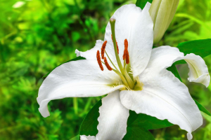 white lily flower in a garden close up