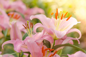 Beautiful pink lily flowers on natural background