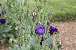 Lisianthus Flowers