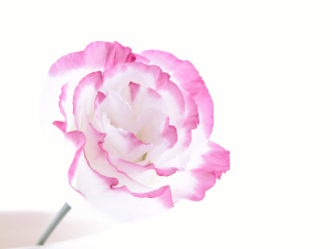 Lisianthus Flowers
