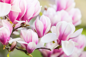 Close up beautiful of pink magnolia blossoms