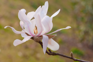 closeup photography of magnolia stellata flower (star magnolia)