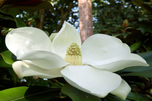 Magnolia-4