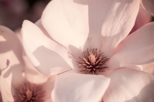 Beautiful magnolia flower blossom in evening sun