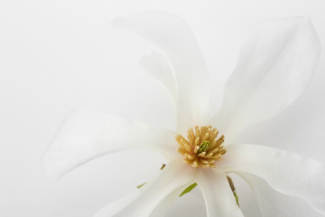 close up photo of nice magnolia flower.