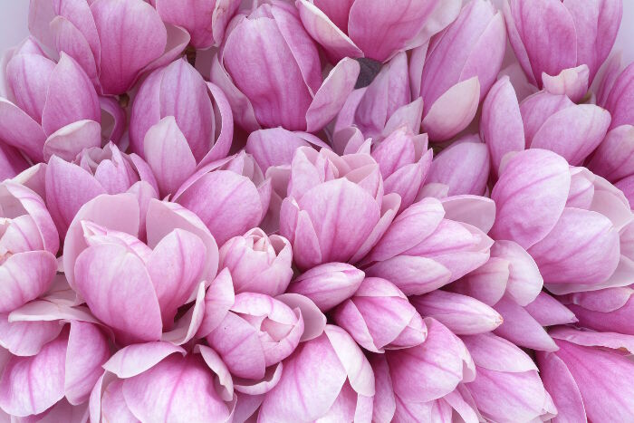 a lot of pink magnolia flower for background uses