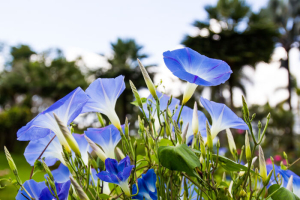 Morning glory flowers