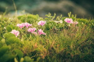 Morning glory flowers