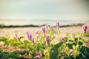 Morning glory flowers