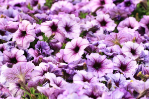 Morning glory flowers