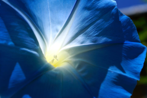 a macro of a blue morning glory in the sun
