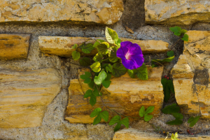 Old garden wall comprised of bricks stone and mortar with Morning Glory.