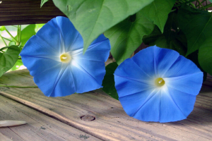 Morning glory flowers