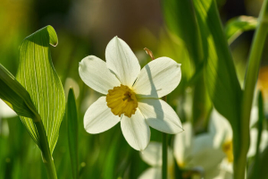 narcissus flowers