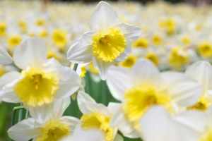 narcissus flowers