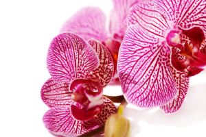 Orchid-1