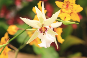 Orchid flowers,beautiful yellow orchid flowers blooming in the garden
