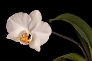 white orchid flower with stem and leaves isolated on black background