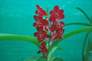 vanda orchid flower red colour klairvoyant orchids
