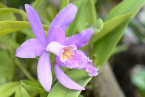 Orchid-5