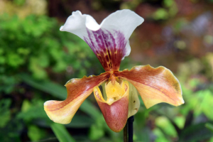 bright flower of orchid-predator, orchid that feeds on insects