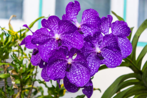 Vanda Orchid Flower , Queen Of Orchids