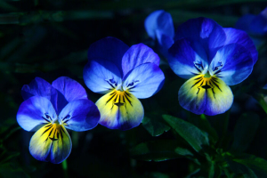 Pansy Flowers