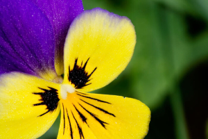 Pansy Flowers