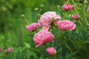 European peony or Common peony (Paeonia officinalis)