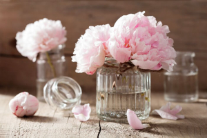 Peony Flower Meaning - Flower Meaning