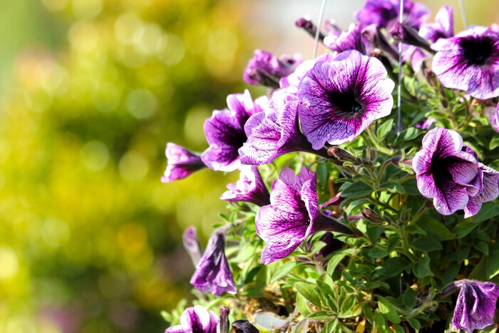 Flor de petunia: sus significados y simbolismo