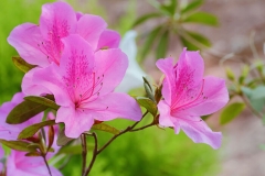Azalea