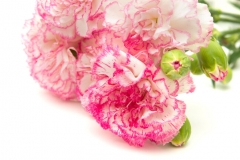 Carnation