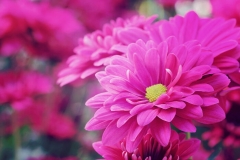 Chrysanthemum