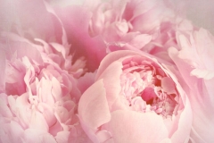Peony