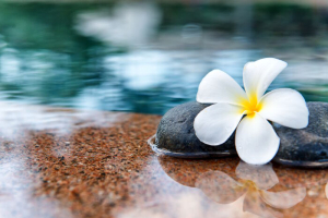 Single Plumeria Flower on Stones at Edge of Pool in Tranquil Spa Setting