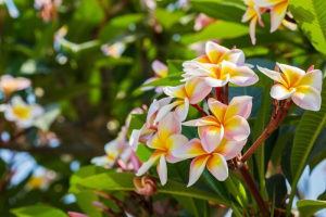 Plumeria or frangipani blossom on the plumeria tree nature background.