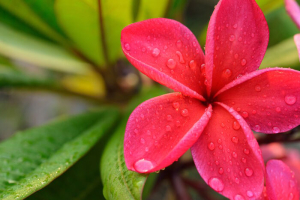 Frangipani tropical flowers Plumeria flowers fresh with water drop
