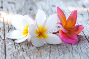 close up of beautiful plumeria flower on wooden background