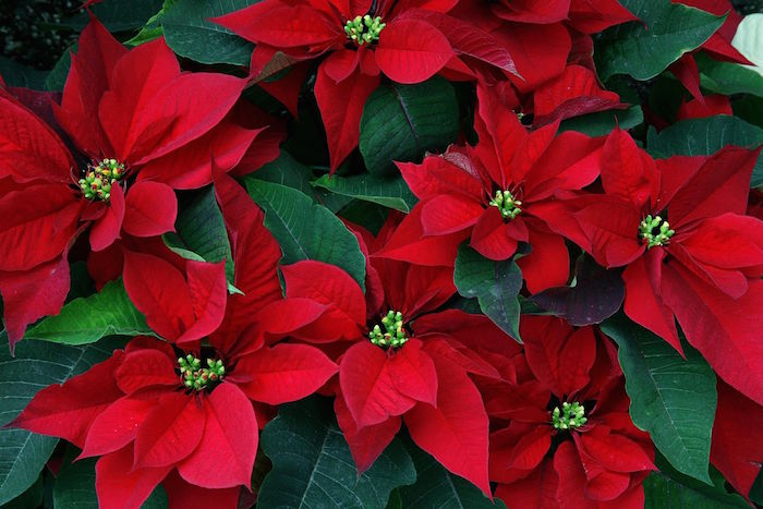 Poinsettias