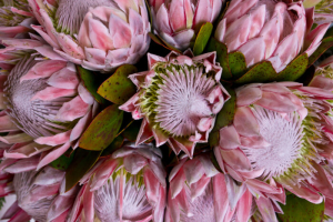 Protea Flower