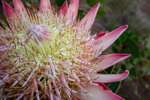 Protea Flower