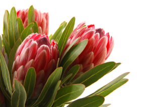 Protea Flower
